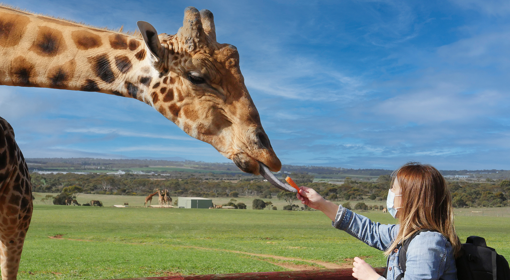 Feeding the giraffes at Monarto Safari Park in the Mid Murray region near Coorong National Park